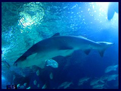 L'Oceanogràfic Oceanarium 037